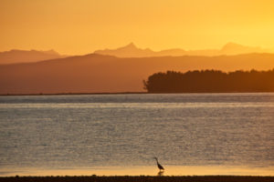 Evening light with view at the sea and the mountains in the background, orange coloured, lonesome bird Evening light with view at the sea and the mountains in the background, orange coloured, lonesome bird